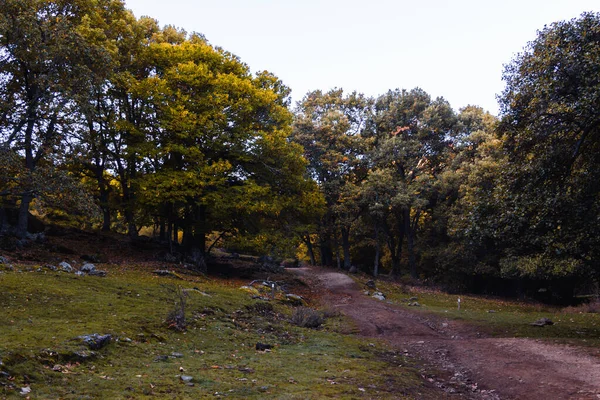 Autumn Landscape Golden Tree Leaves Magical Forest Selective Focus — Foto de Stock