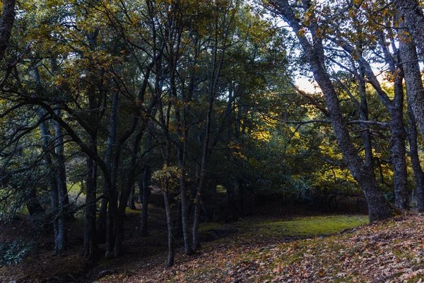 Autumn Landscape Golden Tree Leaves Magical Forest Selective Focus — Photo