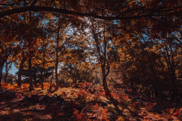 Autumn Landscape Golden Tree Leaves Magical Forest Selective Focus — Photo