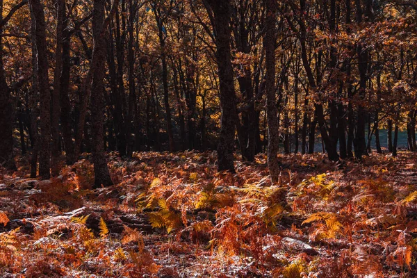 Autumn Landscape Golden Tree Leaves Magical Forest Selective Focus — Photo