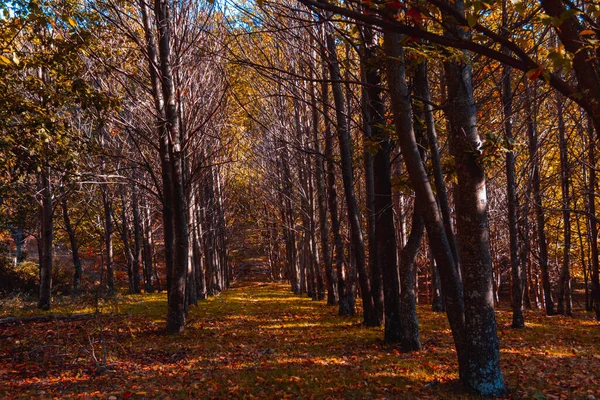 Autumn Landscape Golden Tree Leaves Magical Forest Selective Focus — Stock fotografie