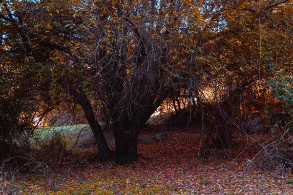 Осенний Пейзаж Золотыми Листьями Деревьев Волшебном Лесу Селективный Фокус — стоковое фото