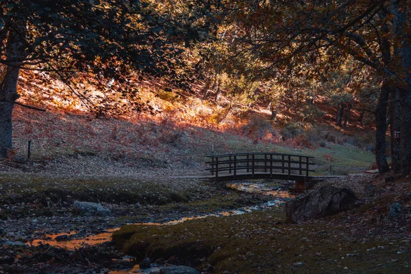 Autumn Landscape Wooden Bridge Forest Selective Focus — Stock Photo, Image