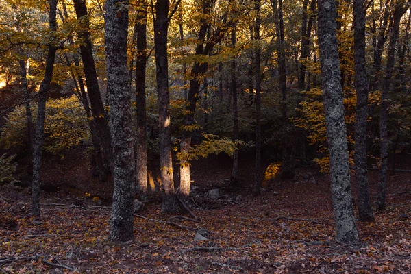 Chestnut Forest Autumn Golden Leaves Selective Focus — Photo