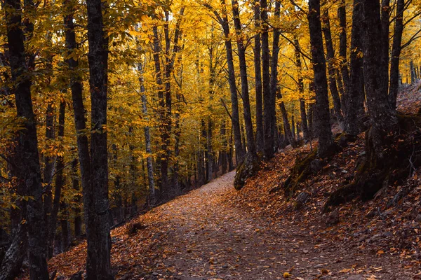 Path Chestnut Forest Autumn Golden Leaves Trees Selective Focus — Photo