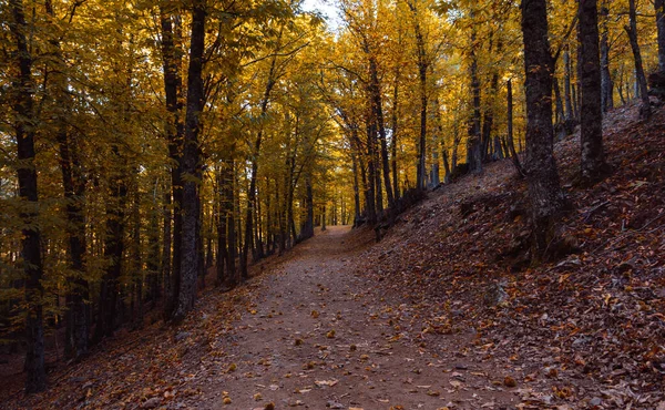 Path Chestnut Forest Autumn Golden Leaves Trees Selective Focus — Stock fotografie
