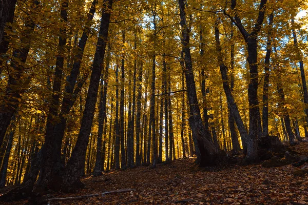 Chestnut Forest Autumn Golden Leaves Selective Focus — Photo