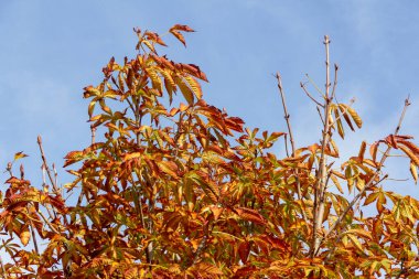 Golden chestnut leaves in autumn. Selective focus. Copy space.