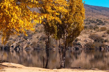 Autumn landscape with lake and trees with golden leaves. Selective focus. Copy space.