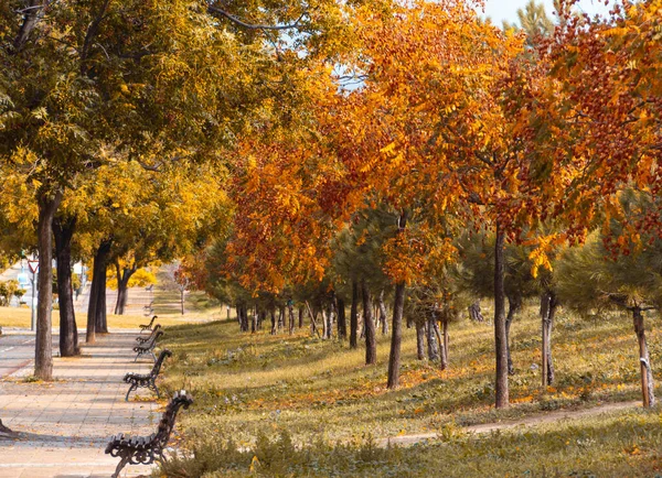 Avenue Benches Trees Golden Leaves Autumn Selective Focus Copy Space — Fotografia de Stock