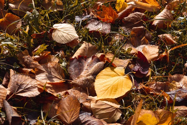 Dried fallen leaves on the ground in autumn. Selective focus. Copy space.