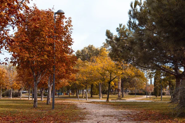 Park Avenue Trees Golden Leaves Autumn Selective Focus Copy Space — Fotografia de Stock