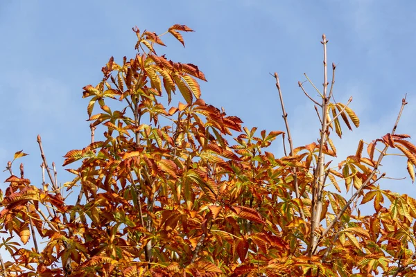 Golden chestnut leaves in autumn. Selective focus. Copy space.