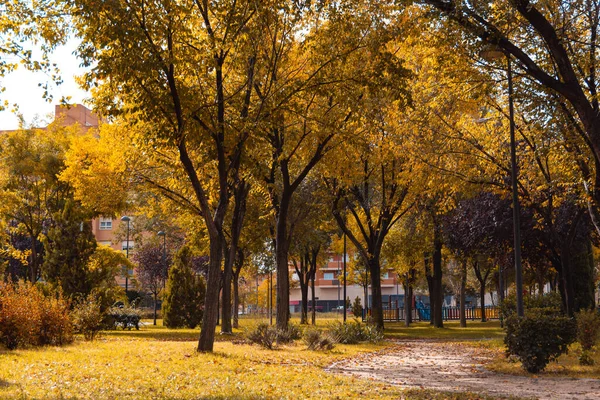 Park avenue with trees with golden leaves in autumn. Selective focus. Copy space.