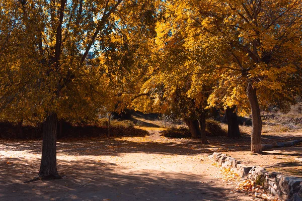 Autumn landscape with trees with golden leaves. Selective focus. Copy space.