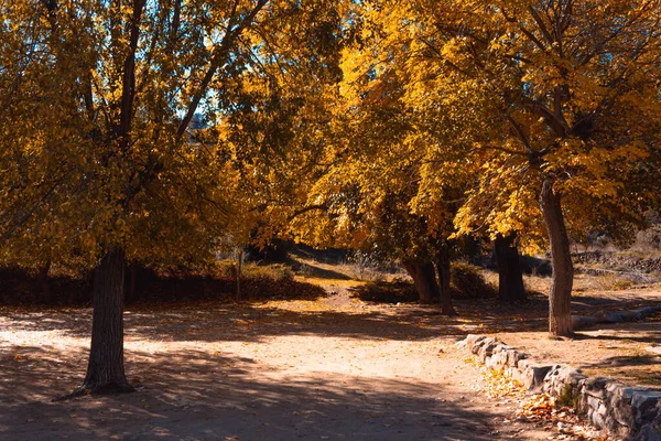 Autumn Landscape Trees Golden Leaves Selective Focus Copy Space — Photo