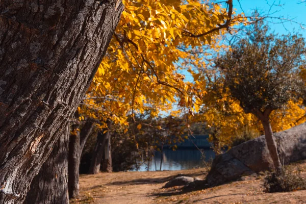 Autumn Landscape Lake Trees Golden Leaves Selective Focus Copy Space — Photo