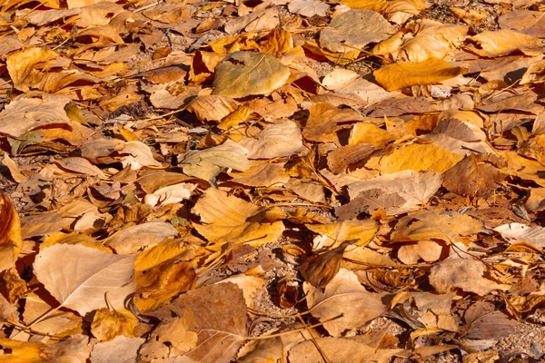 Dried fallen leaves on the ground in autumn. Selective focus. Copy space.