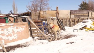 Kızgın köpek. Watchdog köyde bir evi koruyor. Köpekler köyde çok önemlidir, genellikle evleri ve çiftlik hayvanlarını korumak için kullanılır. Sadık köpek çok sıkı muhafızlar. Hayvanlar, hayvanlar. evcil hayvan