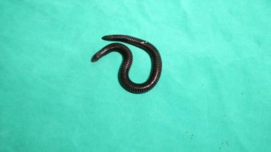 Yılan izole. Yeşil arka planda bir yılan. Kör yılan zehirli değildir. Vahşi doğada, ormanda ve ormanda bir solucan (solucan yılanı) gibi görünür. Egzotik veteriner. Vahşi yaşam veterineri. Veterinerlik. Hayvan. Sürüngen.