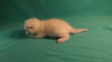 Yeşil arka planda beyaz kedi yavrusu. Sevimli kedi yavrusu 7 günlük. Kediler, kediler. Aşk hayvanları, hayvanlar. Güzel hayvan, hayvanlar.