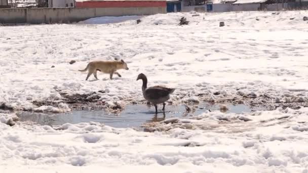Гуска Шукає Їжу Взимку Поки Собака Йде Повз Неї Жодних — стокове відео