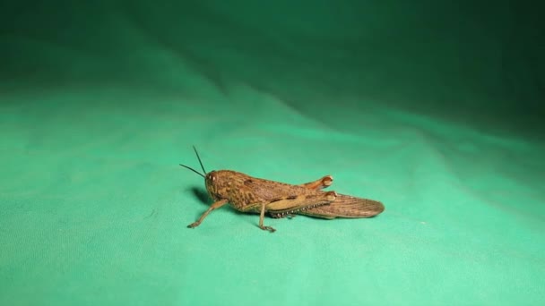 Brown Grasshopper Jumping Also Called Rufous Grasshopper Gomphocerippus Rufus Synonym — Stock Video