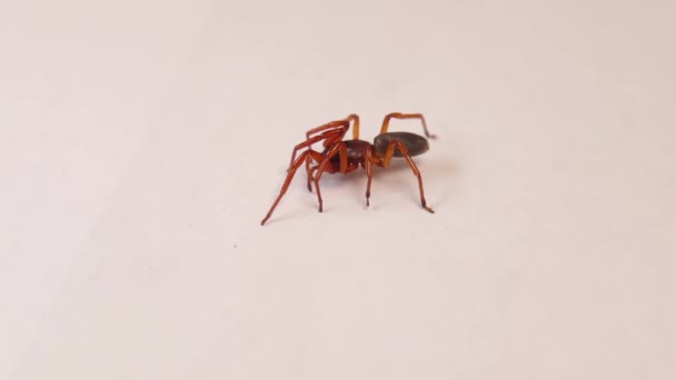 蜘蛛在孤立的白色背景 蜘蛛在等猎物 蜘蛛的近身 特写蜘蛛昆虫 野生动物 野生生物 — 图库视频影像