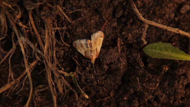 Moth Soil Insect Camouflage 素晴らしいカモフラージュ動物 虫を閉じます 野生の自然界の昆虫 野生動物 いい虫だ マイクロモンスターを閉めろ — ストック動画