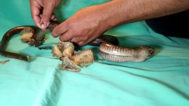 Veteriner Avrupalı cam kertenkeleye yardım ediyor. Bacaksız kertenkele yılana (Pseudopus apodus) benzer. Yeşil bir arka planda sürüngen tüyü izole edilmiş. Egzotik veteriner, vahşi yaşam veterineri. Veteriner tıbbı. Sürüngenler, vahşi hayvanlar, hayvanlar.