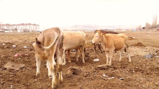 这些牛 牛和小牛都是在靠近城市的农村自由饲养的 与弗里斯兰奶牛相比 这些奶牛产奶量虽小 但质量很好 奶牛产奶 农场动物 — 图库视频影像