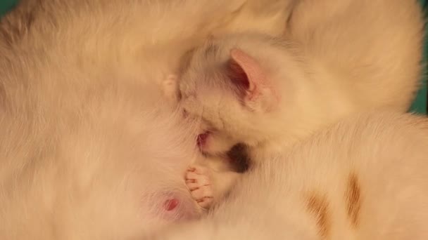 白色的小猫正在哺乳 妈妈的猫在喂她的猫 母亲给幼猫喂奶 白人母亲爱她所有的孩子 母性和童年 美丽的动物 动物的孩子 — 图库视频影像