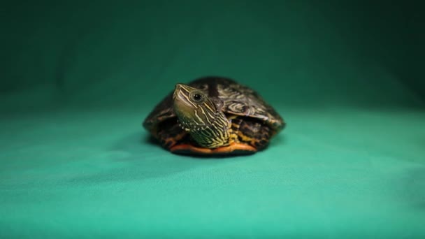 Tortuga Saliendo Caparazón Caminando Tortuga Escondida Tortuga Como Mascota Reptil — Vídeos de Stock