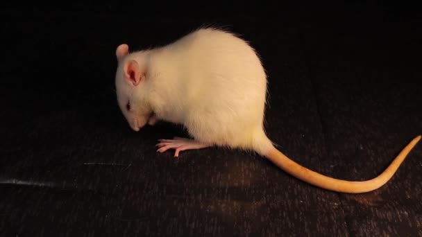 白ネズミ分離 黒い背景にアルビノネズミ ウイスター ラット ペットとしてのロデント ロデント スタジオのペット 動物は赤い目をしている 実験室の動物だネズミ 野生動物野生動物 — ストック動画