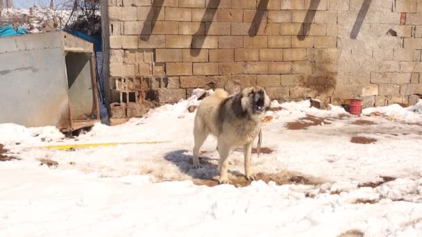 犬を吠える 怒った犬が猛烈に警備する ウォッチドッグは寒い天候 雪の中で田舎の家を守っています 犬は村で非常に重要です家や家畜を守るために使用されます — ストック動画