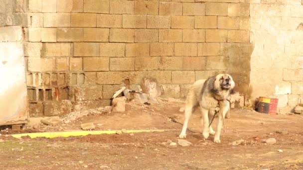Cão Ladrar Cão Furioso Guarda Ferozmente Cão Guarda Está Guardar — Vídeo de Stock