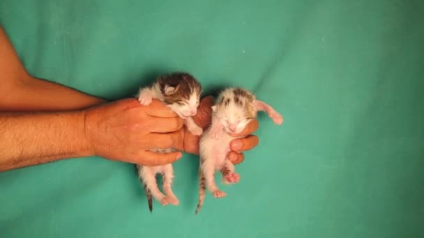 緑の背景に2子猫 新生児の白い斑点とタビーを保持するベット 赤ちゃんは2歳で目は閉じています 動物を愛してる ペットクリニックペット 獣医師 — ストック動画