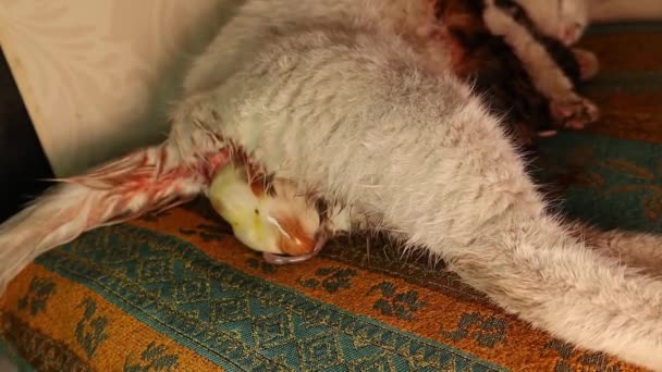 Nascimento Gato Início Saco Amniótico Apareceu Após Nascimento Mãe Lambe — Vídeo de Stock