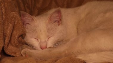 Beyaz kedi evdeki kanepede uyuyor. Güzel kedi uyumaya çalış. Yavru kedi evde. Evcil hayvan olarak sevimli bir hayvan. Hayvan davranışları, evcil hayvanlar. Güvende ve rahat hissediyorum. Vahşi yaşam hayvanları. Vahşi doğa. Kedileri severim. 