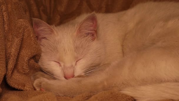Biały Kot Śpi Kanapie Domu Piękny Kot Próbuje Zasnąć Kotek — Wideo stockowe