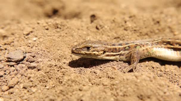 Cierra Una Cabeza Lagarto Lagarto Camuflado Reptil Tomando Sol Animales — Vídeos de Stock
