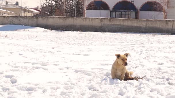 Dakloze Hond Het Platteland Koestert Zich Winter Tussen Sneeuw Bij — Stockvideo