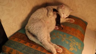 Kedinin doğumu. Anne kedi ikinci yavruyu doğuruyor ve temizlemek için bebeğini yalıyor. Beyaz anne renkli kedi yavrularını seviyor. Hayvanlarda ırkçılık olmaz. Normal doğum. Memelilerde doğum sancıları. Veteriner