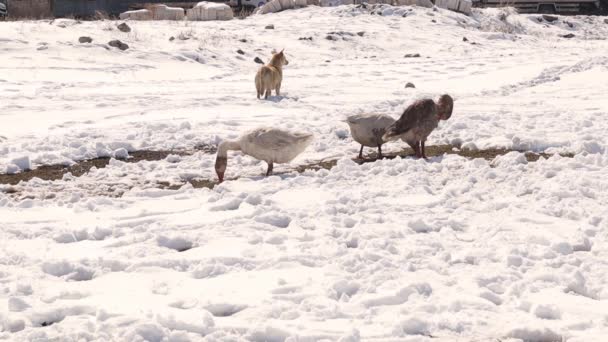 Kışın Kazlar Yiyecek Ararken Bir Köpek Hiçbir Endişe Duymadan Yanından — Stok video