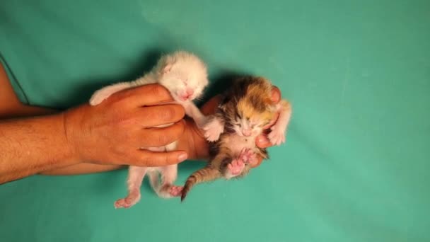 Vet Segurando Gatinhos Recém Nascidos Brancos Tabby Fundo Verde Bebês — Vídeo de Stock