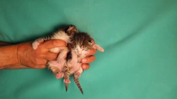 Vet Tenant Chatons Nouveau Nés Tabby Sur Fond Vert Les — Video