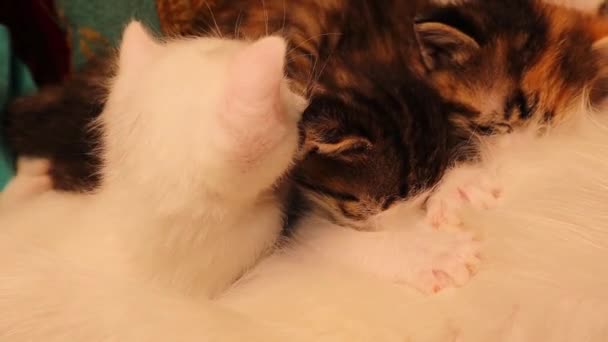 Chaton Blanc Suce Son Doigt Comme Enfant Humain Des Chatons — Video