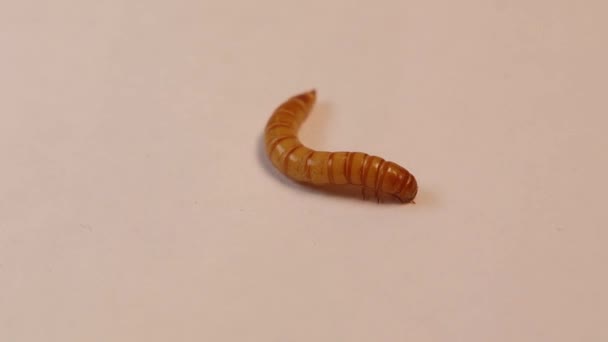 Detailní Záběr Larva Černého Brouka Bílém Pozadí Červi Mealworm Izolován — Stock video