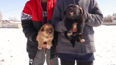 Kırsalda iki yavru köpek tutan çocuklar. Bu çocuklar evsiz bir dişi köpeğe baktılar ve yakın zamanda çok güzel yavrular doğurdu. Yavrular 14 günlük. Köpek yavrusu, köpekler. Evcil hayvanlar, tatlım. hayvanlar