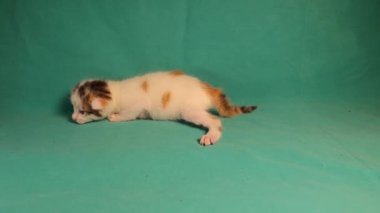 Yeşil arka planda beyaz benekli kedi yavrusu. Küçük kedi 10 günlük. Kedi izole edildi. Yeni doğmuş, yeni doğmuş. Hayvanları, hayvanları severim. Evcil hayvanlar çok güzel. Şirin kediler, kedicikler. Vahşi doğa, vahşi yaşam 